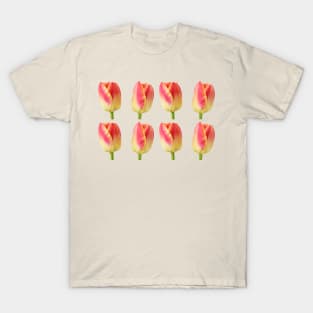 Tulipa 'Candy Corner' Triumph Tulip T-Shirt